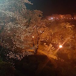 桜/お花見のインテリア実例 - 2017-04-10 22:10:38