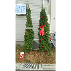 玄関/入り口/クリスマス/クリスマスツリーのインテリア実例 - 2017-12-16 06:49:00