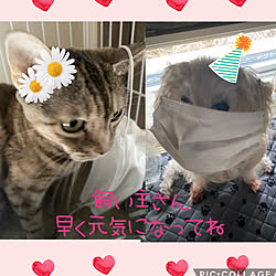 犬猫と暮らす/体調不良/モダン/ありがとう♡/可愛い♡...などのインテリア実例 - 2023-02-02 10:15:21