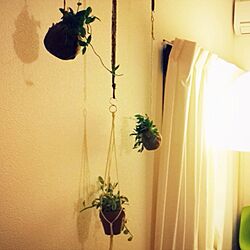 壁/天井/植物のインテリア実例 - 2013-12-04 21:05:20