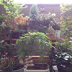 玄関/入り口/植物のインテリア実例 - 2012-10-14 08:32:32