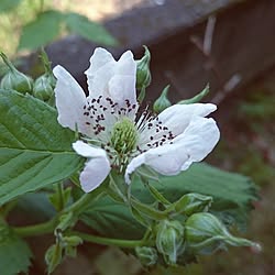 部屋全体/いつもいいねやコメありがとうございます♡/花のある暮らし/ブラックベリーの花/日替わり投稿企画!木曜日のインテリア実例 - 2017-06-01 10:26:52