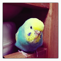 ベッド周り/セキセイインコ/無印良品のインテリア実例 - 2015-01-22 09:03:32