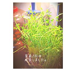 キッチン/植物のインテリア実例 - 2014-02-25 19:14:36