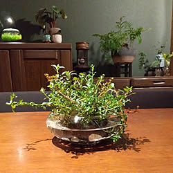 机/侘び草/植物のある暮らし/古い家を好きになるDIY/観葉植物...などのインテリア実例 - 2021-08-15 20:57:18