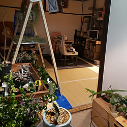 部屋全体/植物と暮らす毎日/ゆっくり、過ごしたいですね/観葉植物/エアープランツ...などのインテリア実例 - 2019-07-12 01:37:30