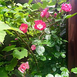 玄関/入り口/ジャスミーナ/アンジェラ/ばら/薔薇...などのインテリア実例 - 2016-05-15 10:38:46