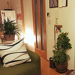 部屋全体/置き場に困る。。/家に入れました/観葉植物/外の植物...などのインテリア実例 - 2017-10-23 20:11:49