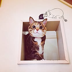 壁/天井/ぽっちゃり猫/のぞき穴/いつもここから降りてくる(^-^)/階段の壁...などのインテリア実例 - 2016-11-10 16:18:54