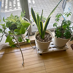 部屋全体/ラックが欲しい/観葉植物のある暮らし/お家の悩み/見て頂きありがとうございます⑅︎◡̈︎*...などのインテリア実例 - 2023-09-01 15:02:21