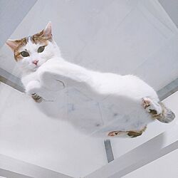 壁/天井/DIY/保護猫/ねこのいる日常/和室から洋室へ...などのインテリア実例 - 2023-04-09 22:31:00
