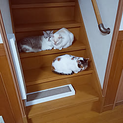 部屋全体/一人暮らし/モノトーン/掃除しやすい/猫のいる暮らし...などのインテリア実例 - 2020-07-16 19:58:37