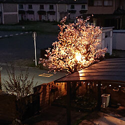 玄関/入り口/我が家の庭/我が家の桜/桜のライトアップ/裸電球照明...などのインテリア実例 - 2021-03-30 19:24:36