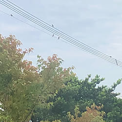 すずめ/ガーデニング/花のある暮らし/雨上がり♬/海が見える暮らし...などのインテリア実例 - 2020-06-17 09:23:59