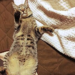 リビング/寝てる猫/マルチカバー/ねこのいる日常/癒やしのインテリア実例 - 2017-03-29 09:11:54
