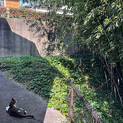 白キジのん/竹林/猫のいる暮らし/猫のいる風景/癒し...などのインテリア実例 - 2022-09-14 09:05:52