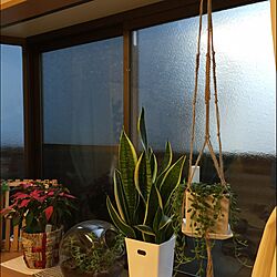壁/天井/プラントハンガー作りました/ハンドメイド/多肉植物/観葉植物...などのインテリア実例 - 2016-01-18 08:48:25