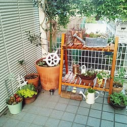 玄関/入り口/3COINS/植物/多肉植物♡/ガーデニングのインテリア実例 - 2014-04-25 17:09:22