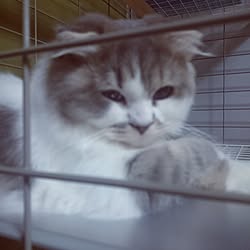 棚/ゲージの中で寝ています/柵 DIY/DIY/猫と暮らす...などのインテリア実例 - 2016-06-24 19:26:50