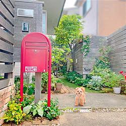 花壇/夏の模様替え/季節を感じる暮らし/犬と暮らす/植物のある暮らし...などのインテリア実例 - 2021-07-14 21:04:30