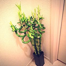 バス/トイレ/植物/今日のお買い物のインテリア実例 - 2013-08-07 03:16:33