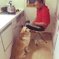 キッチン/愛犬と暮らす家のインテリア実例 - 2016-01-06 22:24:48