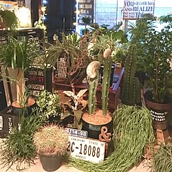 観葉植物/植物好き/植物のある部屋/植物と暮らす毎日/グリーンのある暮らし...などのインテリア実例 - 2016-03-19 06:26:49