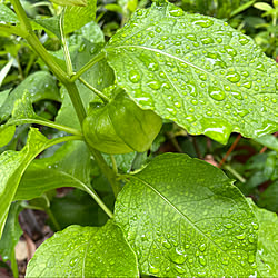 ほおずき/雨の日/好きな物に囲まれて/灯りのある暮らし/臨書中です。...などのインテリア実例 - 2022-06-15 18:55:34