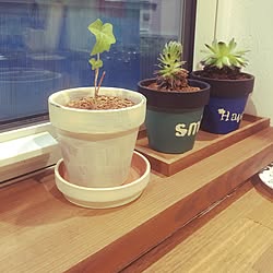 キッチン/100均/雑貨/観葉植物/ダイソー...などのインテリア実例 - 2016-04-07 17:52:28