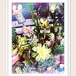 mimis gardenです/名前知りません/花のある暮らし/見てくださってありがとう❁︎/モレシャンズ倶楽部✨♥️...などのインテリア実例 - 2019-03-22 11:37:50