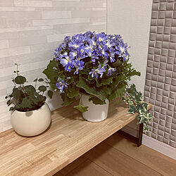 お花を飾る/シンプル/シェルフ 棚/観葉植物/棚のインテリア実例 - 2021-03-11 22:09:54