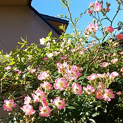 部屋全体/庭/ガーデニング/花のある暮らし/いつもいいね！ありがとうございます♪...などのインテリア実例 - 2017-05-27 10:52:48