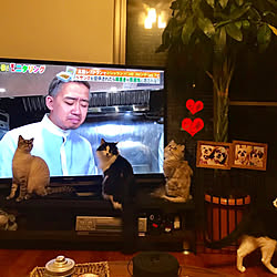 DCM・モニター/DCM/日よけ/保護猫/ねこのいる日常...などのインテリア実例 - 2019-06-13 21:02:10