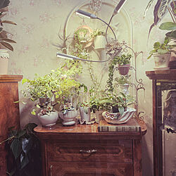 キャビネット/Saltarelli Amalfi/レトロ/plants/Wallpaper...などのインテリア実例 - 2023-02-14 02:08:04