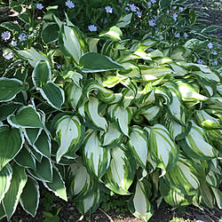 玄関/入り口/ギボウシ★/植物のある暮らし/見て頂いて、ありがとうございます。/グラスじぇいむコーン部...などのインテリア実例 - 2018-05-01 09:50:05