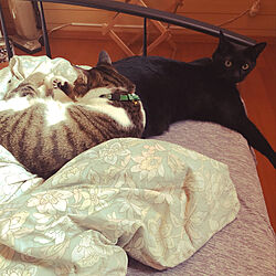 ミースケ兄ちゃんが僕の枕/のん、重い❗️/黒猫ミースケ/ねこのいる風景/白キジのん...などのインテリア実例 - 2021-07-22 23:56:47