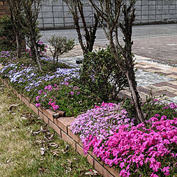 玄関/入り口/花壇の花/にわのある暮らし/庭の花/芝生の庭...などのインテリア実例 - 2020-04-12 07:27:28