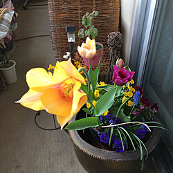 チューリップ/元気が出る色/ベランダガーデン/春、花のインテリア実例 - 2021-04-05 09:07:02