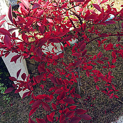 玄関/入り口/ブルーベリーの木/紅葉がキレイのインテリア実例 - 2020-11-13 19:28:15