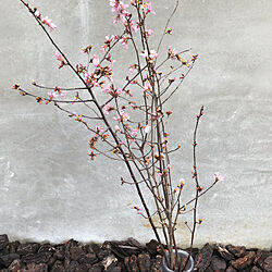 庭の花を飾る/ウッドチップ/玄関先に花/花のある暮らし/桜の枝...などのインテリア実例 - 2021-02-02 16:08:38