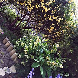 クリスマスローズ/もっこうバラ/お庭/お花のインテリア実例 - 2016-05-14 14:40:13