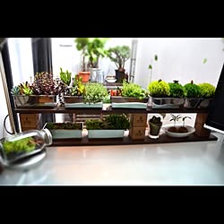 机/wood×steel×green×glass/DIY/モフモフ/多肉植物...などのインテリア実例 - 2014-04-07 19:19:29