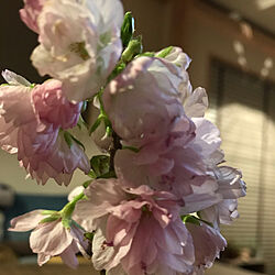 カフェ風/苔玉/桜/植物のある暮らし/おうちcafe...などのインテリア実例 - 2019-03-31 09:10:20