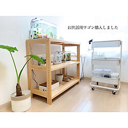 H&M HOME/IGやってます/キャンドゥ/観葉植物のある暮らし/庭のある暮らし...などのインテリア実例 - 2020-08-22 23:21:32