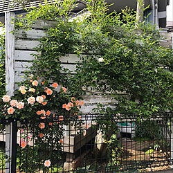 バラのある庭/バラ/ハンドメイド/DIY/玄関/入り口...などのインテリア実例 - 2019-05-16 16:51:04