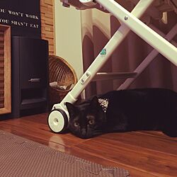 黒猫って写真撮るの難しい/ジョイントマット見えてる/床暖房/インテリアじゃなくごめんなさいのインテリア実例 - 2014-11-20 17:11:43