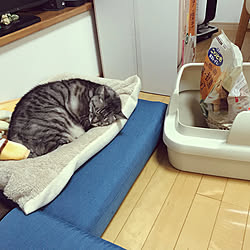 のびのびリラックス/ねこと暮らす。/ニャンとも清潔トイレ/ねこのいる日常/猫トイレ...などのインテリア実例 - 2021-11-30 16:53:33