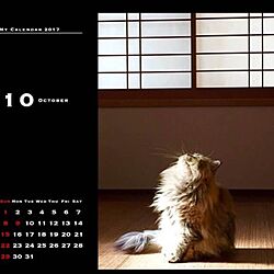 机/カレンダー/殺処分のない世界/ねこのいる日常/ペルシャ猫...などのインテリア実例 - 2016-12-16 11:09:08