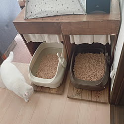 部屋全体/猫トイレカバーDIY/猫2匹/インテリア/猫トイレ...などのインテリア実例 - 2024-04-20 14:40:56