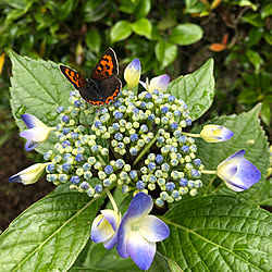 紫陽花/額紫陽花/季節を感じる暮らし/花のある暮らし/季節の花...などのインテリア実例 - 2021-06-05 11:21:03